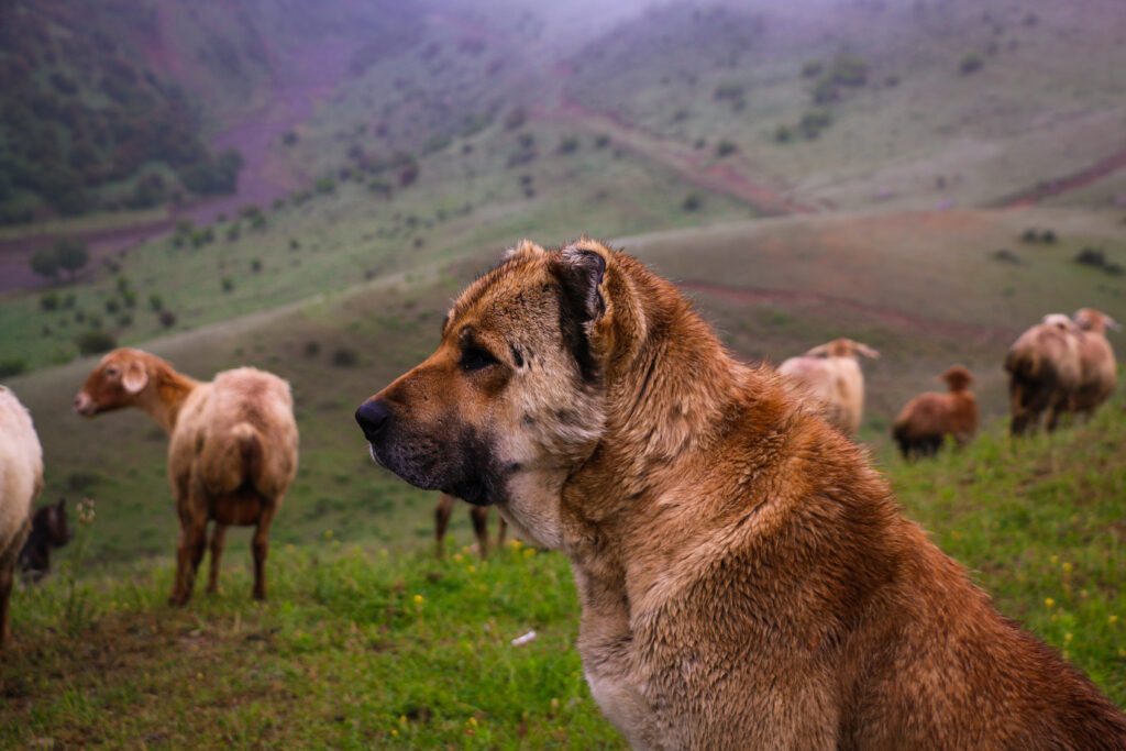 Kangal Turco