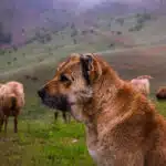 Por Que o Kangal Turco é Conhecido Como Protetor de Rebanhos?