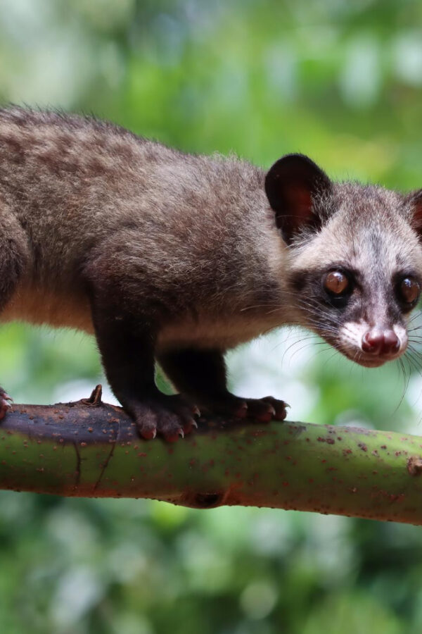 Como Espantar Gambá: Soluções Seguras e Naturais para Casa e Quintal