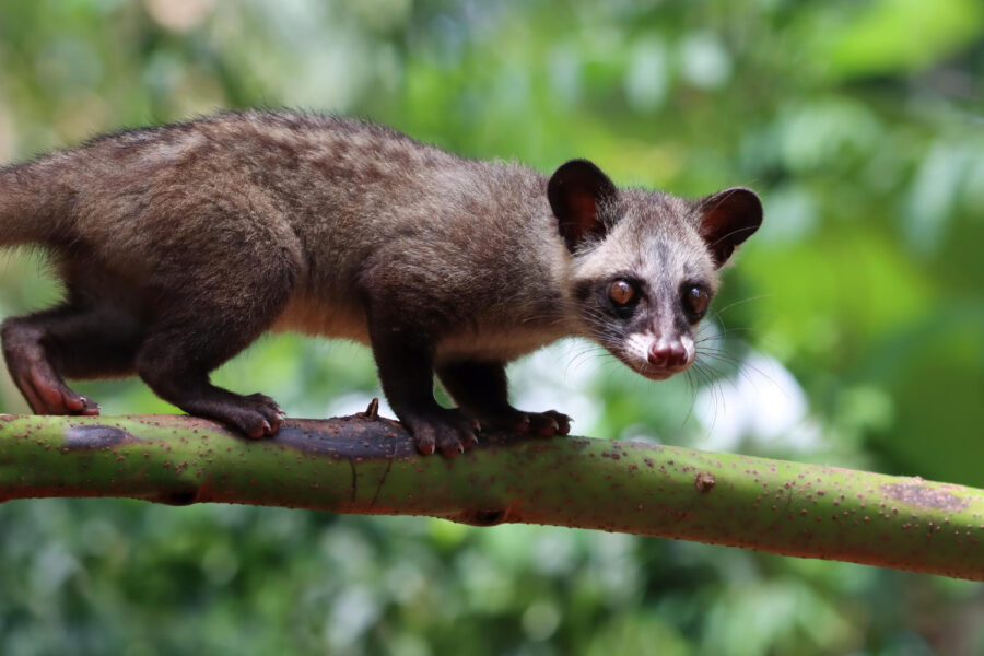 Como Espantar Gambá: Soluções Seguras e Naturais para Casa e Quintal